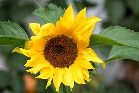 young sunflower bud in the garden
