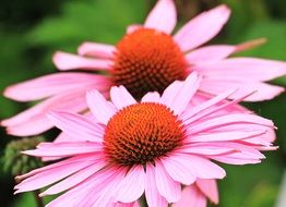 hedgehog heads of echinacea flowers