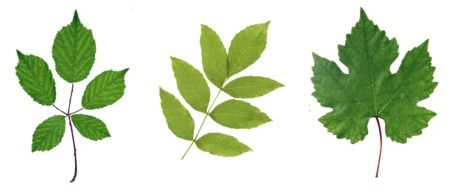 photo of three green leaves from three different trees