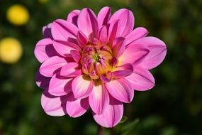 pink dahlia in garden