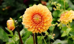 Beautiful, blooming, orange and yellow dahlia flowers