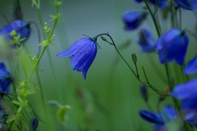 round leaved bellflowers on the rainy day