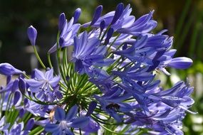 blue summer flowers in bright sunlight