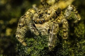 dangerous Arachnid Spider Jumping Nature