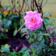 pink rose petals flower blossom bloom