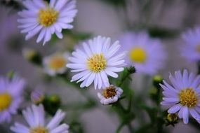 white flowers like daisies