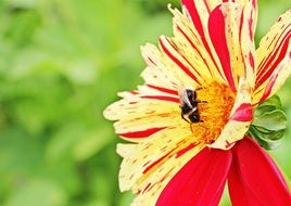 insect on dahlia flower