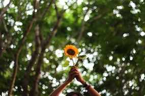 sunflower in hands on a background of green trees