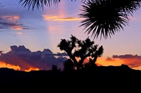 joshua tree silhouette at sunset