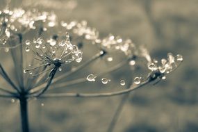 spider web with dew drops on a flower