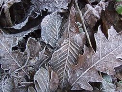 dry forest foliage in frost