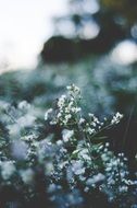 Camomille Flowers