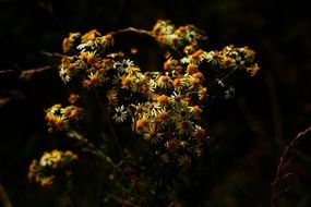 Daisy Yellow Earth