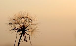 dandelion in drops of water at sunset close-up