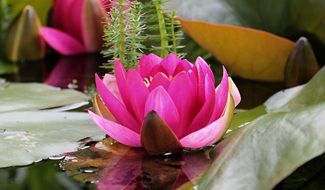 closeup photo of pink beautiful water lily in the pond