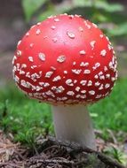 red toxic Mushroom