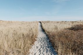 sandy path along the wheat field