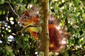 Ñute squirrel in the nature