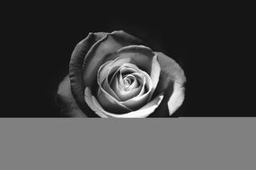 black and white image of a lush rose