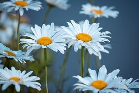 a bouquet of white daisies