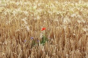 red poppy among the wheat field