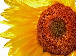 sunflower on a white background