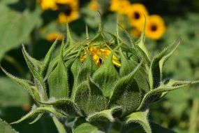 incomparable Sun Flower Bud