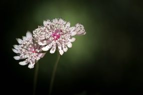 white-pink flowers on a dark background