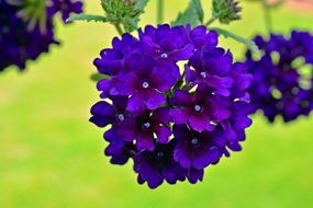 Flowers Of The Purple Verbena