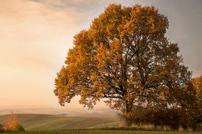 big tree in the golden colors of autumn