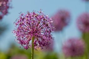 pink spherical flowers in the garden
