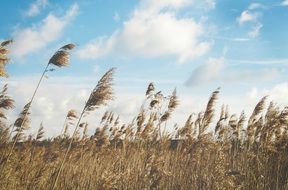 Natural summer field