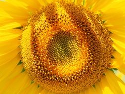 closeup photo of sunflower inflorescence