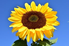 picturesque sunflower head