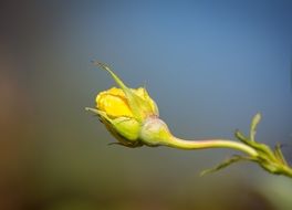 yellow rose in a bud close-up