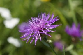 wonderful Knapweed Wild Plant