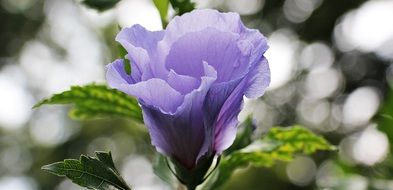 Macro photo of light purple flower