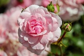 flowering bush of pink wild roses