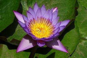 purple water lily on green leaves close up on a sunny day