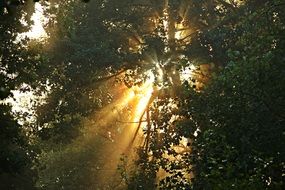 morning sunlight through the foliage