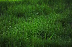 Beautiful green grass of different shades with dew