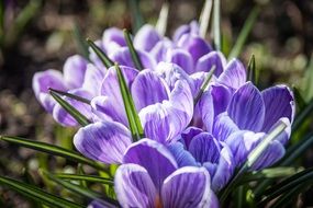purple crocuses are spring flowers