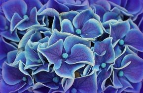 absolutely gorgeous Hydrangea Flowers