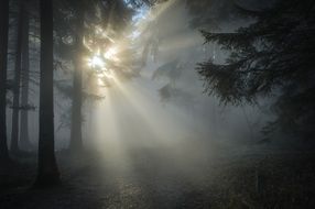 the rays of the winter sun penetrate the haze in the forest