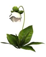 Clip art of White Flower