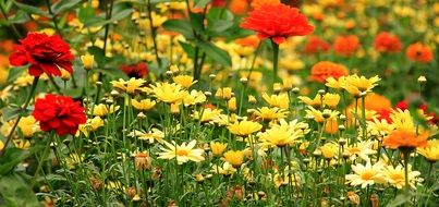 varied colorful flowers in the summer meadow