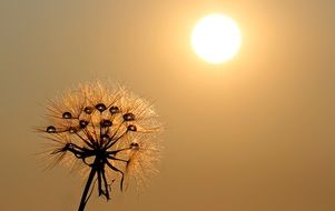 Dandelion Sun view