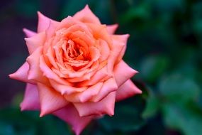extraordinary beautiful fresh rose