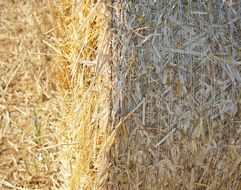 straw in the sunlight close up