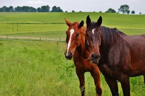 pair of thoroughbred horses in a meadow